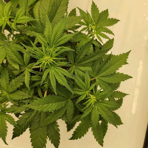 Girl #3 growlog timeline photo