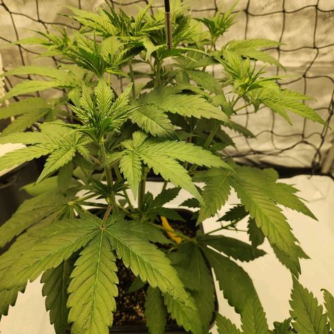 Girl #2 growlog timeline photo