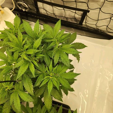 Girl #2 growlog timeline photo