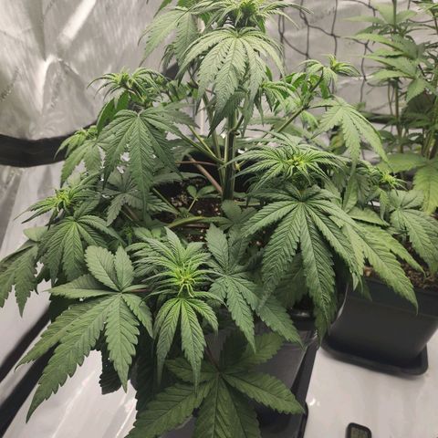 Girl #1 growlog timeline photo