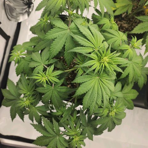 Girl #1 growlog timeline photo