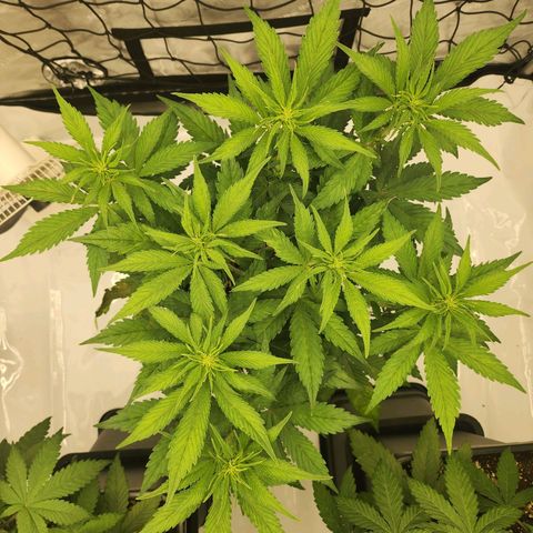 Girl #2 growlog timeline photo