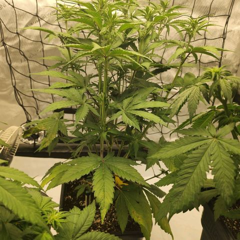 Girl #2 growlog timeline photo