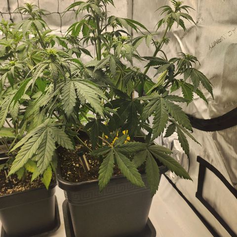 Girl #3 growlog timeline photo