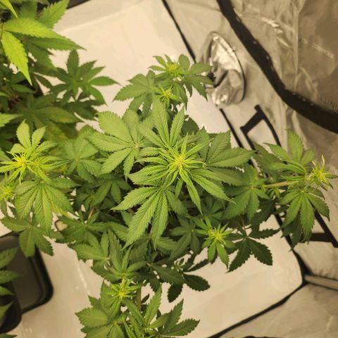 Girl #3 growlog timeline photo