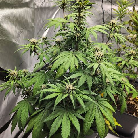 Girl #1 growlog timeline photo