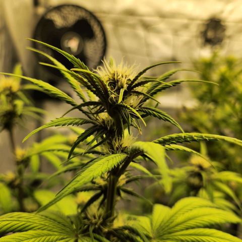 Girl #1 growlog timeline photo