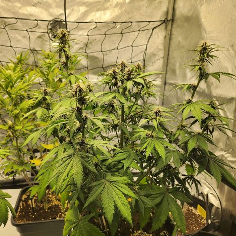 Girl #3 growlog timeline photo