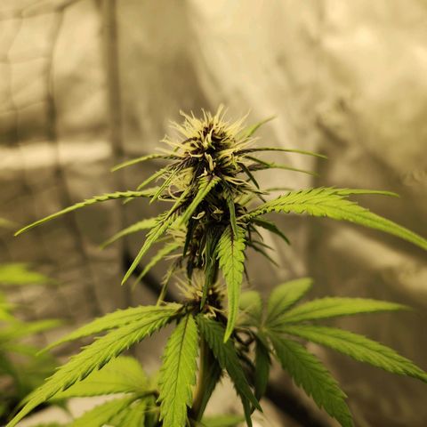 Girl #3 growlog timeline photo