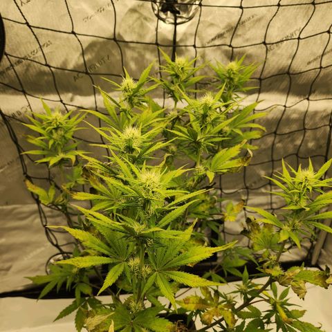Girl #2 growlog photo: Überdüngung seit Blüte Booster 
