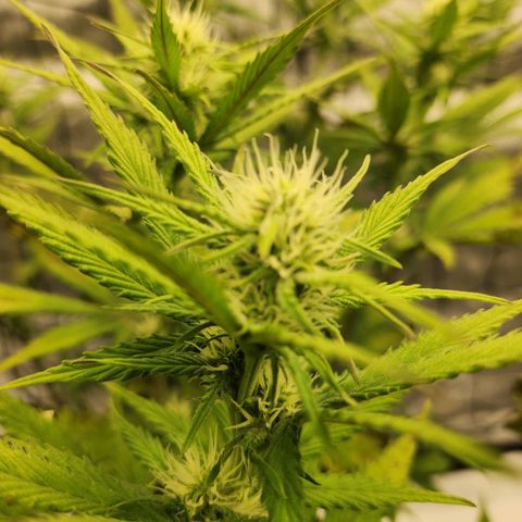 Girl #2 growlog photo: Überdüngung seit Blüte Booster 