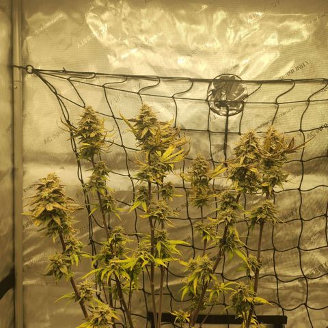 Girl #2 growlog timeline photo