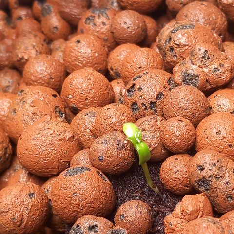 Alices Green Gelato  growlog timeline photo