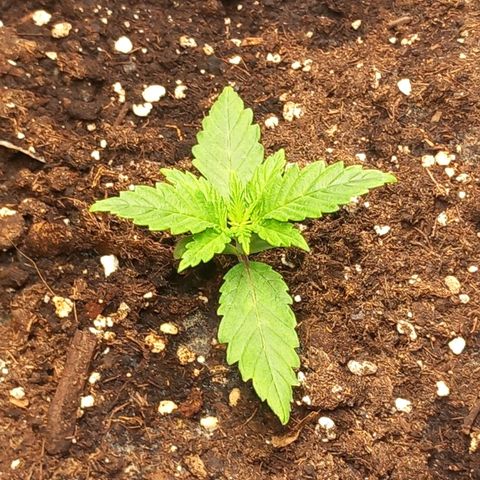 Alices Green Gelato  growlog timeline photo