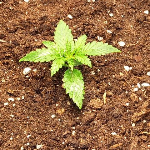 Alices Green Gelato  growlog timeline photo