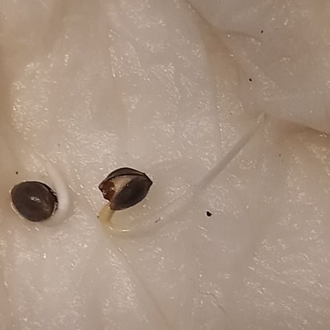 Alices Green Gelato  growlog timeline photo