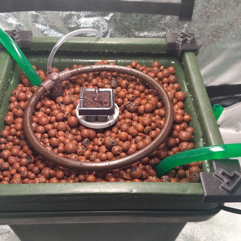 Alices Green Gelato  growlog timeline photo