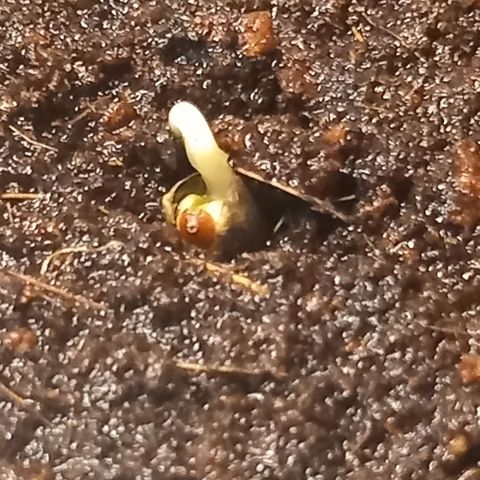 Alices Green Gelato  growlog timeline photo