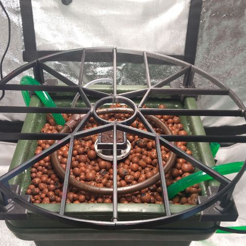 Alices Green Gelato  growlog timeline photo