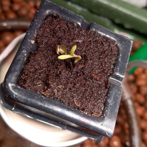 Alices Green Gelato  growlog timeline photo