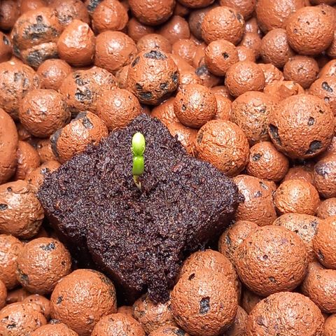 Alices Green Gelato  growlog timeline photo