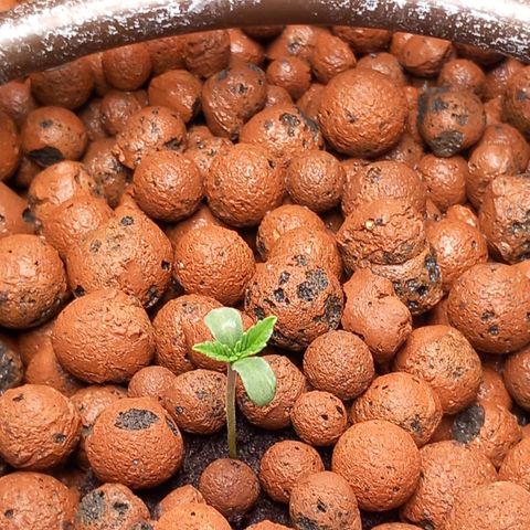 Alices Green Gelato  growlog timeline photo