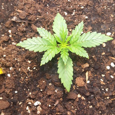 Alices Green Gelato  growlog timeline photo