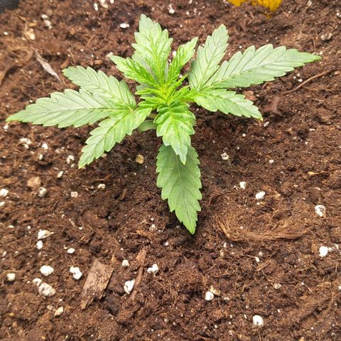 Alices Green Gelato  growlog timeline photo
