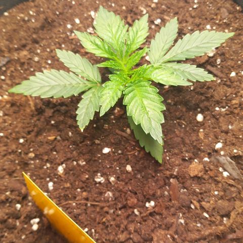 Alices Green Gelato  growlog timeline photo