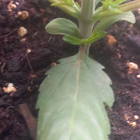 Alices Green Gelato  growlog timeline photo