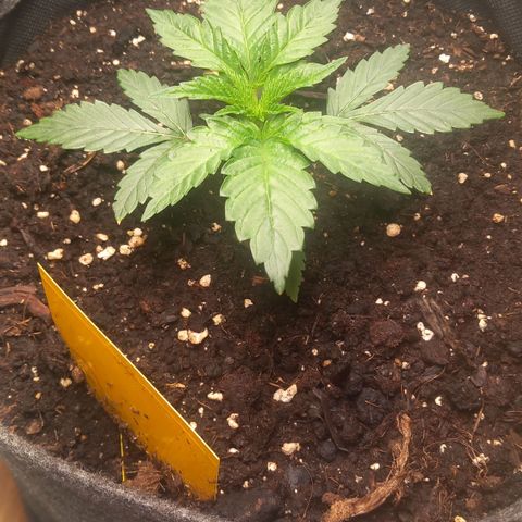 Alices Green Gelato  growlog timeline photo