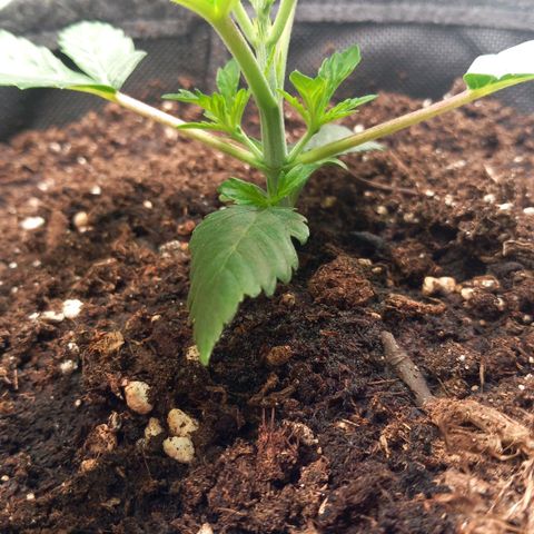 Alices Green Gelato  growlog timeline photo