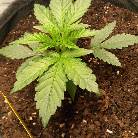 Alices Green Gelato  growlog timeline photo