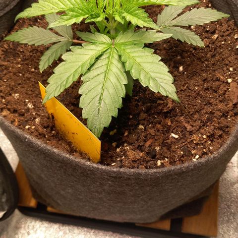 Alices Green Gelato  growlog timeline photo