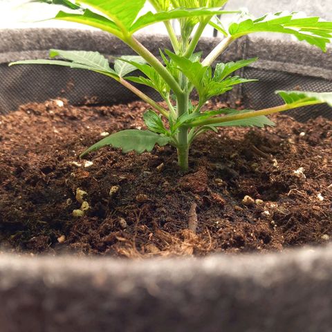 Alices Green Gelato  growlog timeline photo