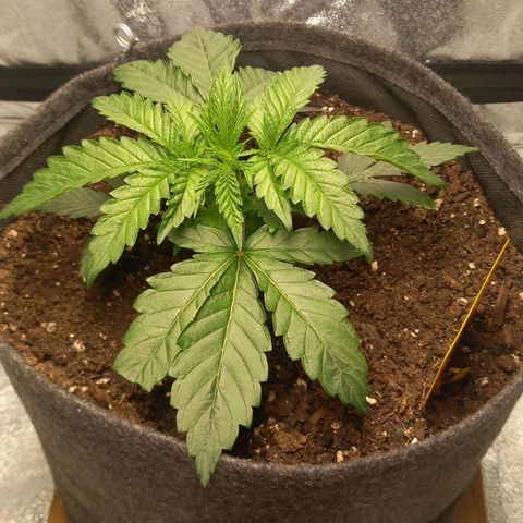 Alices Green Gelato  growlog timeline photo