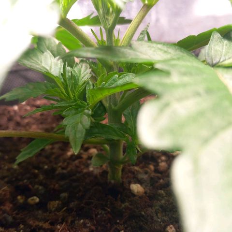 Alices Green Gelato  growlog timeline photo
