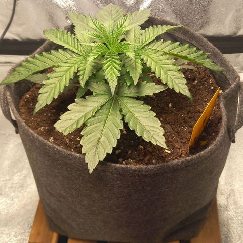 Alices Green Gelato  growlog timeline photo