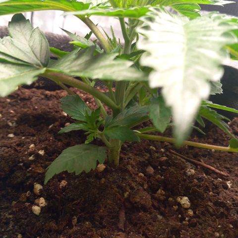 Alices Green Gelato  growlog timeline photo