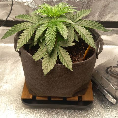 Alices Green Gelato  growlog timeline photo