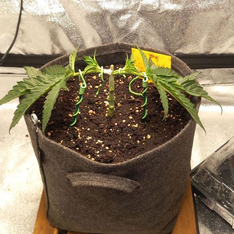 Alices Green Gelato  growlog timeline photo