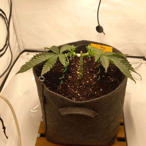 Alices Green Gelato  growlog timeline photo