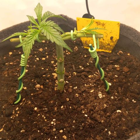 Alices Green Gelato  growlog timeline photo