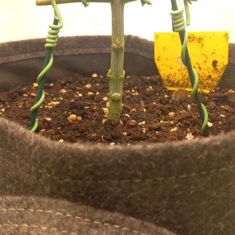 Alices Green Gelato  growlog timeline photo