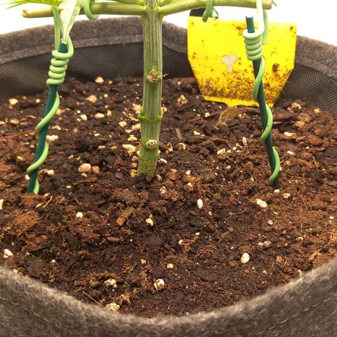 Alices Green Gelato  growlog timeline photo