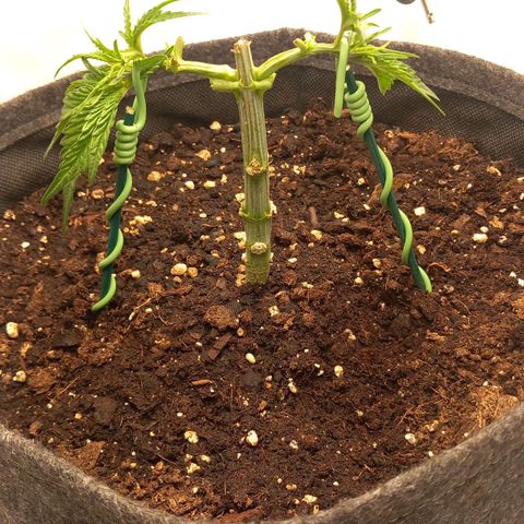 Alices Green Gelato  growlog timeline photo