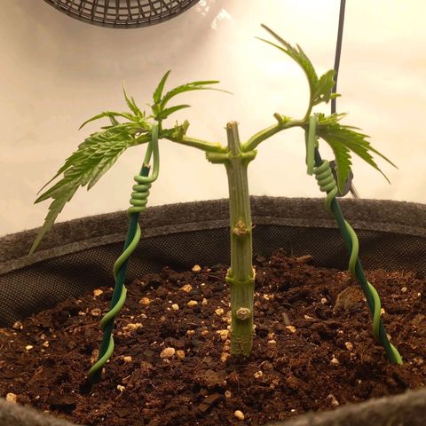 Alices Green Gelato  growlog timeline photo