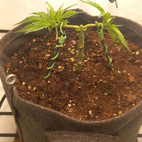Alices Green Gelato  growlog timeline photo
