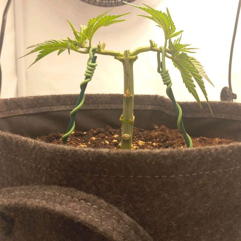 Alices Green Gelato  growlog timeline photo
