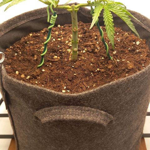 Alices Green Gelato  growlog timeline photo